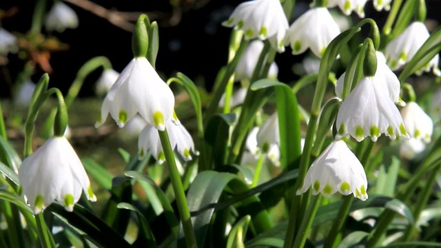 Blooming Snowflake
