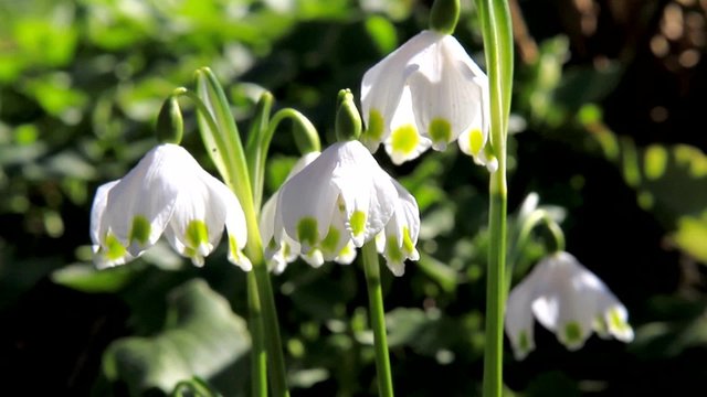 Blooming Snowflake
