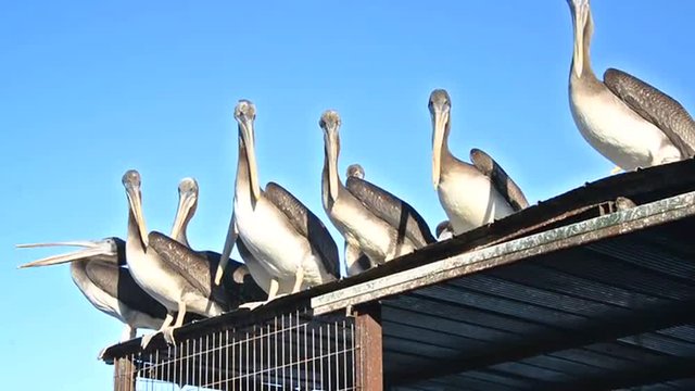 Pelicans gathered on a roof in Coquimbo, Chile