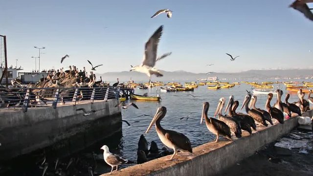 Pelicans and other birds in a busy harbor in Coquimbo, Chile