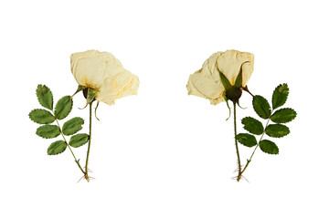 Pressed and dried flower on a stalk wild rose. Isolated on white