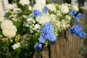 Fototapeta premium Gartenhortensie am Gartenzaun