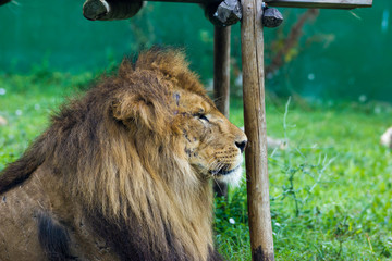 Beautifull Lion