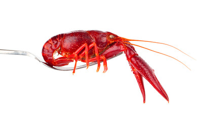 crawfish on fork isolated on white background