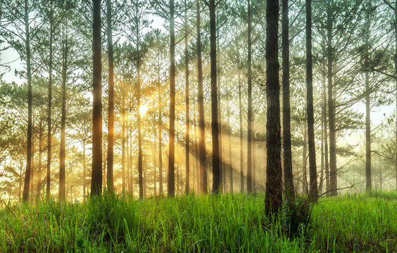 Fototapeta Ray of sunshine in a pine forest in Da Lat with early morning dew, the ray beam shines through the pine trees on the lawn sunlight beneath shimmering make more photos, fanciful.