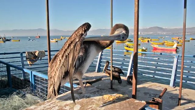 Pelican closeup in Coquimbo, Chile