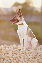 Domestic dog on walk sits on filling brick.