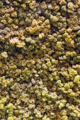 Artificial Forest Canopy