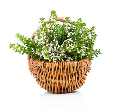 Bundle of fresh Thyme in a wicker basket, on a white background