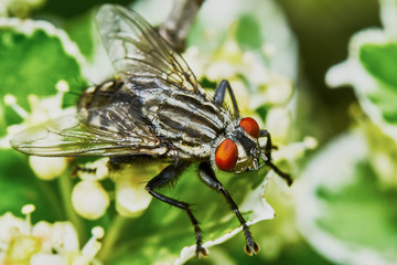 Gray fly