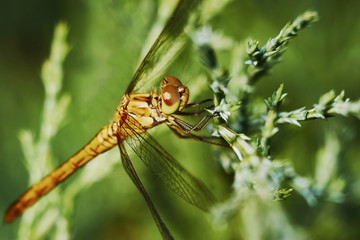 Portrait of a dragonfly