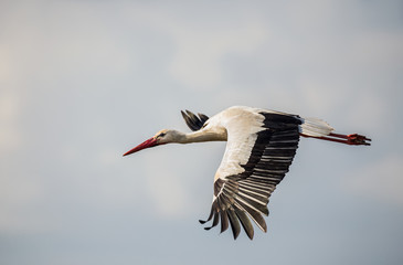 Stork in flight