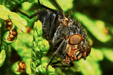 Gray fly