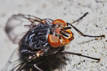 Gray fly