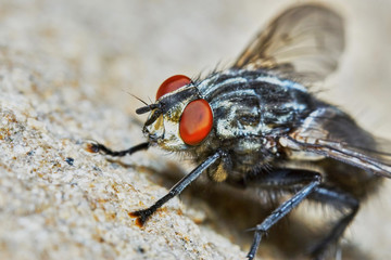 Gray fly