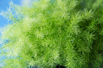 Small tree leafs in green color