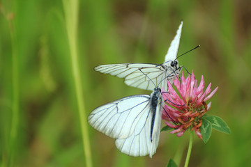 Dialogues de papillons