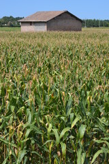 corn field © neveemilia