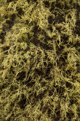 Close-up pattern of moss over tree bark