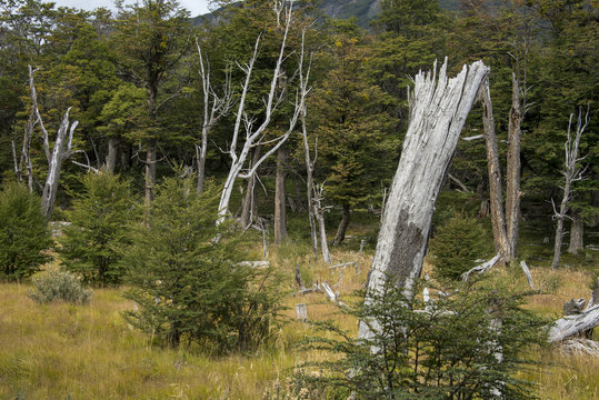 Hêtre de Magellan, Patagonie, Argentine