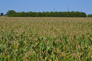 corn field