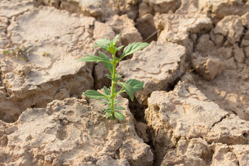 Small tree in crack soil