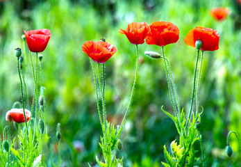 Coquelicot petals in the wind with the background blurred, and the hairs on the body increases Coquelicot flower blossom beauty of this