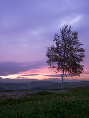 夕闇に浮かぶ白樺