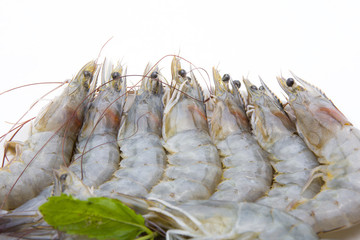 raw shrimps on white background