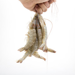 raw shrimps on white background