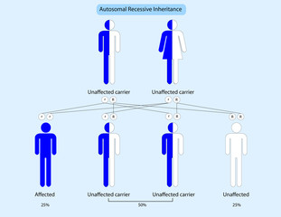 Autosomal recessive inheritance