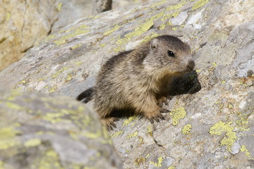 Cucciolo di marmotta