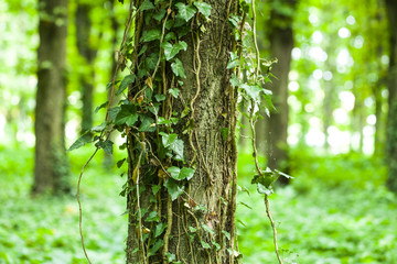 Beautiful green forest