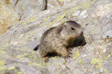Cucciolo di marmotta