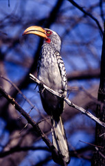 bucero beccogiallo orientale - Southern Yellowbilled Hornbill (Tockus flavirostris) del Central Kalahari Game Reserve in Botswana
