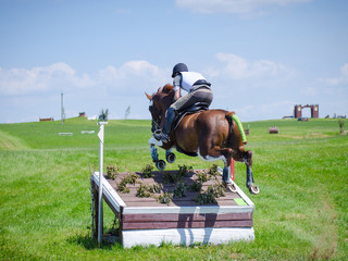 horse jumping