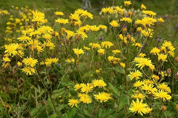 Fototapeta premium The field sow Thistle ( Sonchus arvensis)