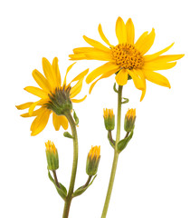 Arnica montana