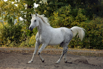 Obraz na płótnie Canvas Galloping arabian sportive breed horse in corral