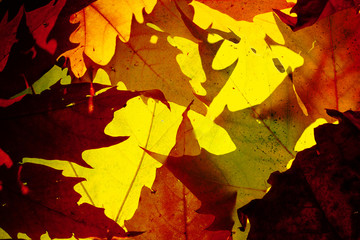 Maple leaves of different color seen in transparency
