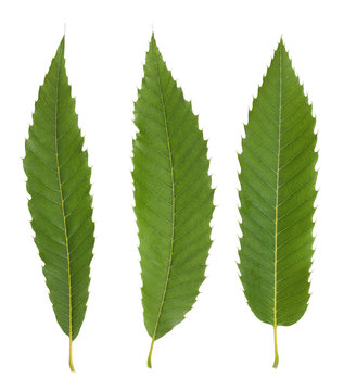 Chestnut leaves isolated on white background