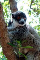 Red Vari (Varecia Variegata Rubra) living in the Madagascar rainforest. Lying on a branch and looking into camera with eyes wide open.