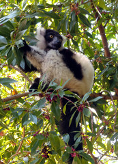 Red Vari (Varecia Variegata Rubra) living in the Madagascar rainforest. Lying on a branch and looking into camera with eyes wide open.