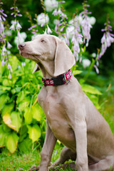 portrait of weimaraner dog
