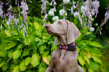 portrait of weimaraner dog