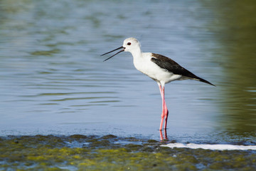 Black-winged stilt in Pottuvil, Sri Lanka