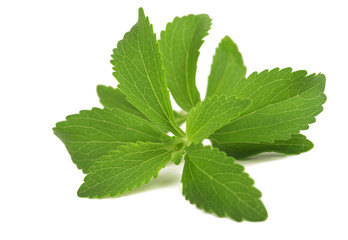 Stevia isolated on white background