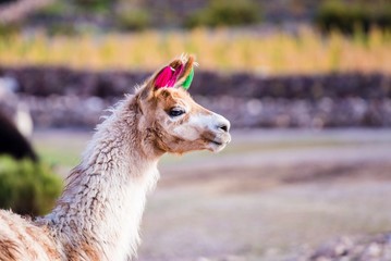 llamas of bolvia in the altiplano  of bolivia