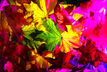 Maple leaves of different color seen in transparency
