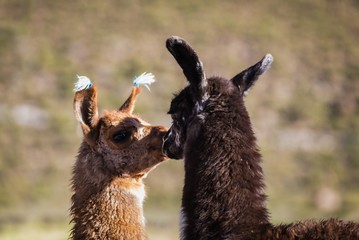 llamas of bolvia in the altiplano  of bolivia